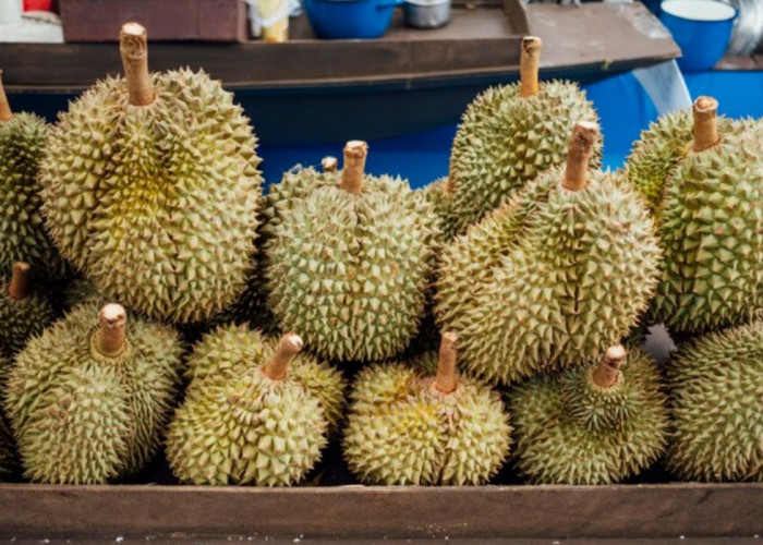 Membedah Tiga Durian Termahal di Dunia: Keistimewaan dan Faktor Yang Membuat Harganya Fantastis