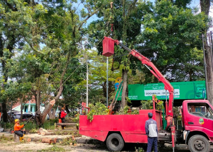 Pohon di Taman Kota Tasikmalaya Sering Dicek Petugas Tapi Hampir Roboh