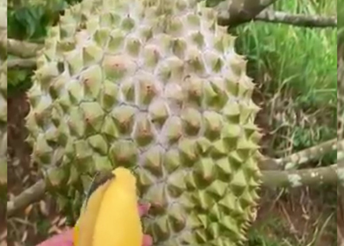 Penampakan Durian Bawor Besar Seharga 2 Juta, Saat Berburu Durian di Koba Bangka