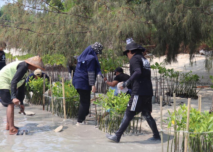 Dukung Upaya Pemerintah Bebas Emisi Karbon, BRI Kembali Tanam Bibit Mangrove di Pulau Tidung