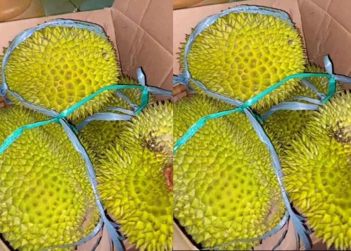 Rasa Durian Tasikmalaya Tak Kalah Lezatnya dengan Durian Musang King, Pantas Pecinta Durian Suka