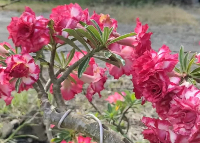 Cara Membuat Adenium Rimbun dan Rajin Berbunga, Ini Teknik Perawatan yang Tepat untuk Hasil Maksimal