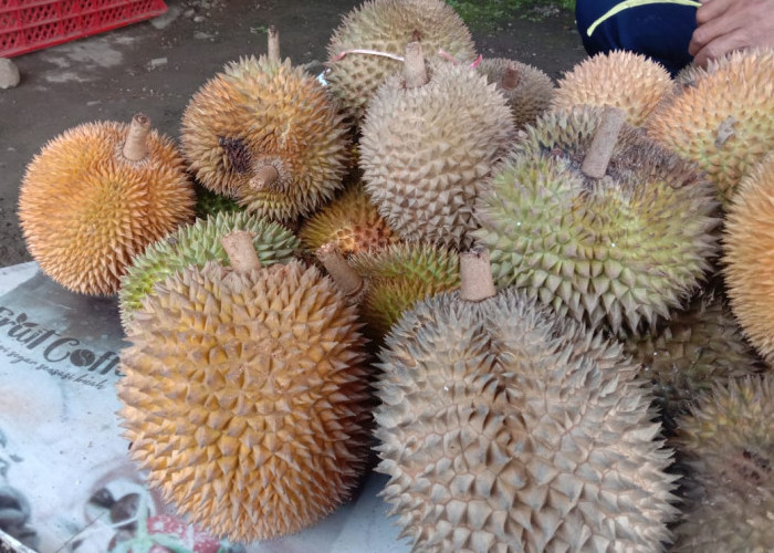 Ramah di Kantong, Harga Durian Tasikmalaya Seharga Bakso di Pinggir Jalan, Rasanya Legit dan Manis
