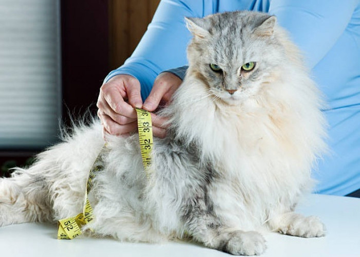 7 Tips Menaikkan Berat Bedan Kucing Agar Si Mpus Tampak Gemoy