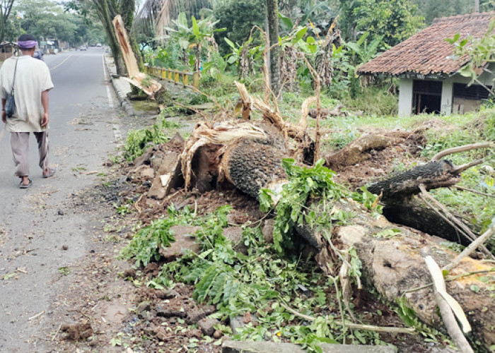 Jalan Licin Setelah Hujan, Bus Hantam 2 Pohon di Ciamis