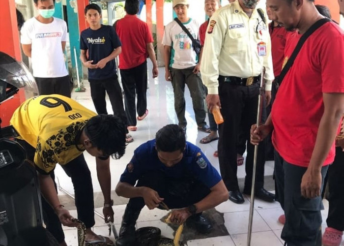 NGERI! Ular Sanca Sepanjang 2 Meter Ditemukan di Atap RSUD Kota Banjar