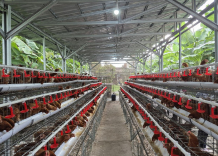 Kementan Perketat Distribusi DOC Ayam Petelur, 98 Persen Wajib untuk Peternak