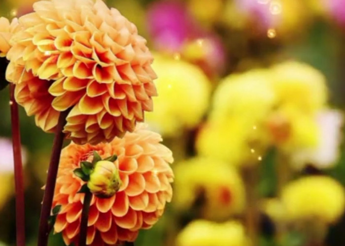 Nggak Cuma Cantik! Tanaman Hias Dahlia Ternyata Menyimpan Rahasia Sejarah, Filosofi, dan Jenis yang Jarang Dik