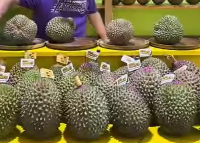 Fantastis! Harga Durian Musang King Tembus Rp 11 Juta, Begini Rasanya!