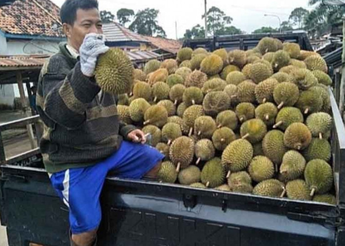 Daftar 10 Kecamatan Teratas Penghasil Durian Tasikmalaya, Nomor 6 Daerahnya Mantan Wagub Jabar Pak Uu