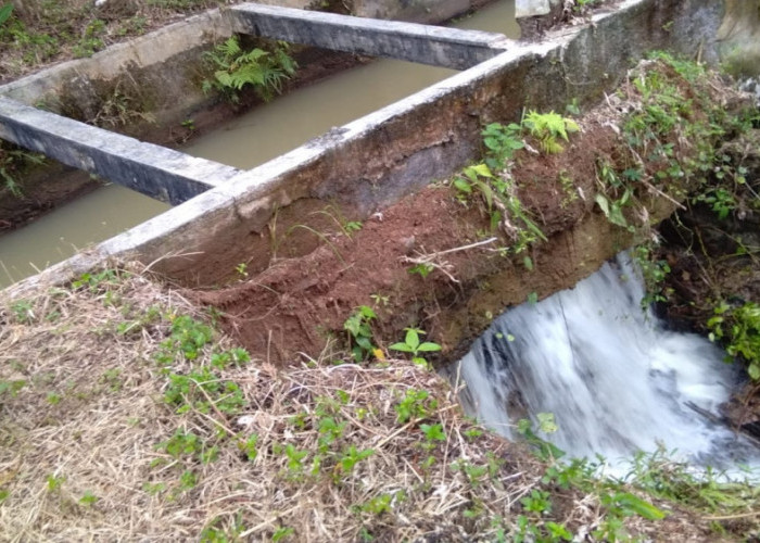 Saluran Irigasi Padawaras Bocor Lagi, Ribuan Hektare Sawah di Cipatujah Tasikmalaya Terancam Kekeringan