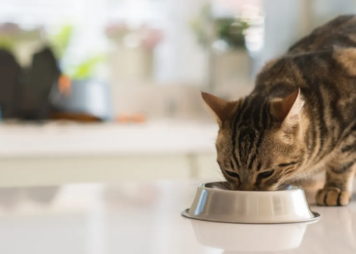 WAJIB TAU! Merk Makanan Kucing yang Bagus untuk Bulu Anabul agar Lebat dan Gemuk