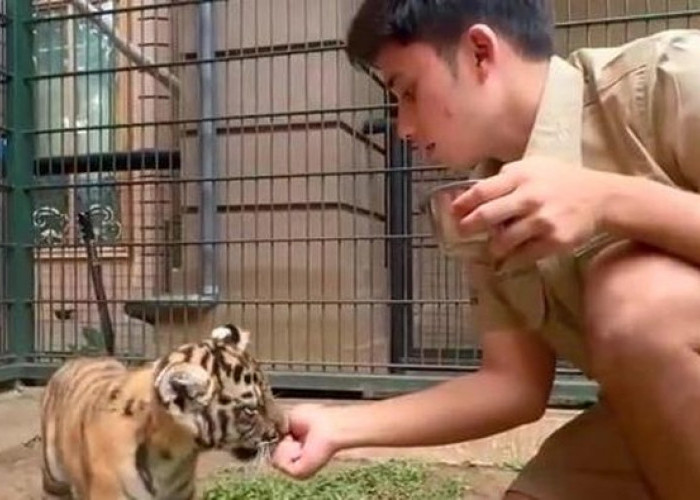 Harimau Cinora Tewas di Penangkarannya, YouTuber Alshad Ahmad Buka Fakta Mengejutkan