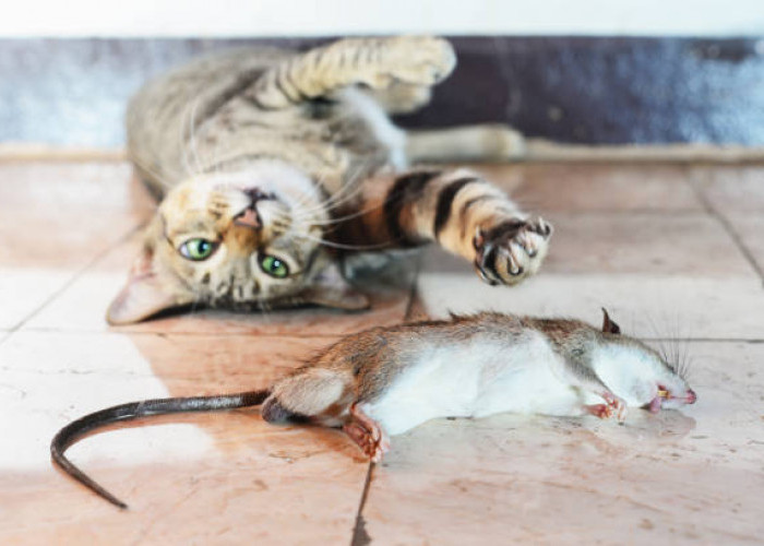 Bahaya! Hindari 5 Jenis Hewan ini, Jika Termakan Kucingmu Bisa Akibatkan Keracunan