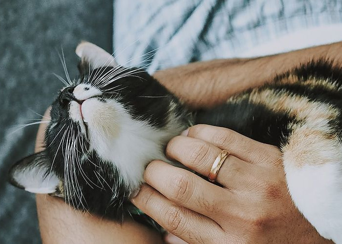 Cara Kucing Berterimakasih Memahami Bahasa Kecil Penuh Kasih