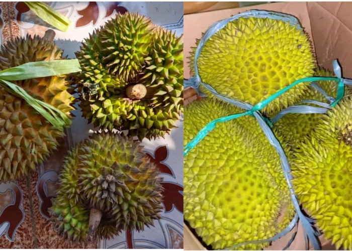 Di Tiga Kecamatan Harga Durian Tasikmalaya Cukup Terjangkau, Pantas Diserbu Pecinta Durian Lokal Tasikmalaya