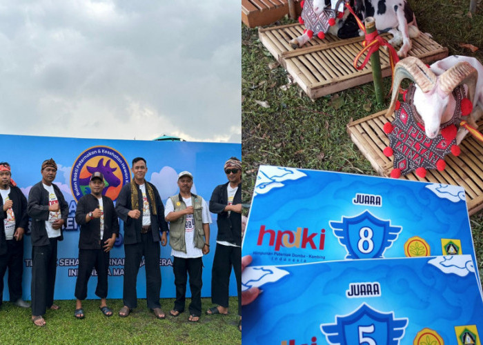 Dari Kandang ke Piala Presiden, Jejak Domba Tasikmalaya yang Kian Diperhitungkan