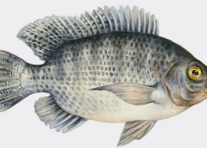 Fakta-Fakta Seputar Ikan yang WAJIB Diketahui, Mengandung Protein Tinggi Bisa Cegah Stunting