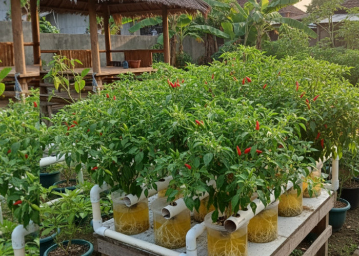 Panen Cabai Rawit dari Kotak Es Krim: Cara Simpel Hidroponik Rumahan yang Hasilnya Lebat