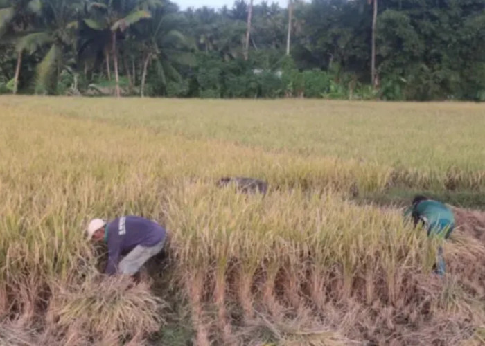 Kemarau Tekan Hasil Panen Padi di Pangandaran, Gabah Petani Banyak yang Gabug