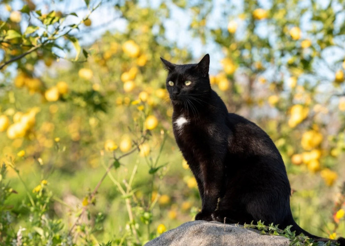 6 Fakta Menarik Seputar Kucing Hitam, Tidak Selalu Pembawa Sial
