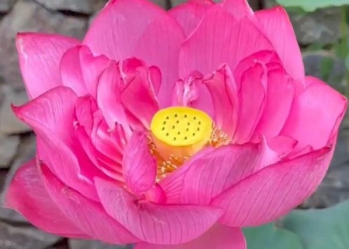 Kisah Haru Gubernur Jawa Barat yang Menamai Bunga Lotus dengan Nama Sang Putra yang Telah Tiada