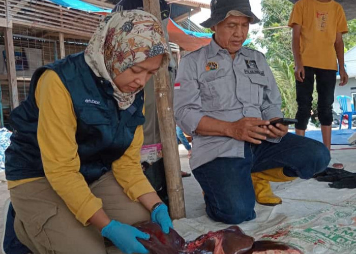 Satu Ekor Sapi di Kabupaten Tasikmalaya Terinfeksi Cacing Hati
