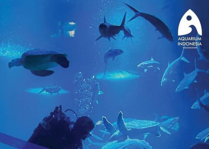 Harga Tiket Aquarium Indonesia Pangandaran Menjelang Libur Lebaran 2023, Simak Juga Cara Pesannya