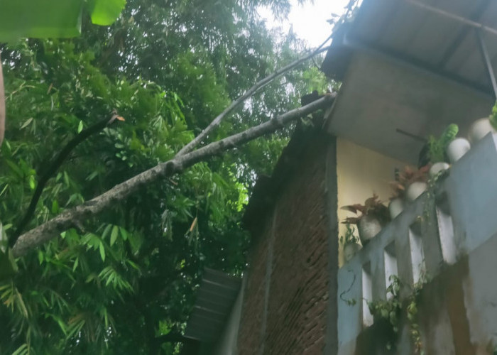 Hujan Disertai Angin Kencang Sebabkan Pohon Tumbang Timpa Rumah di Kota Tasikmalaya