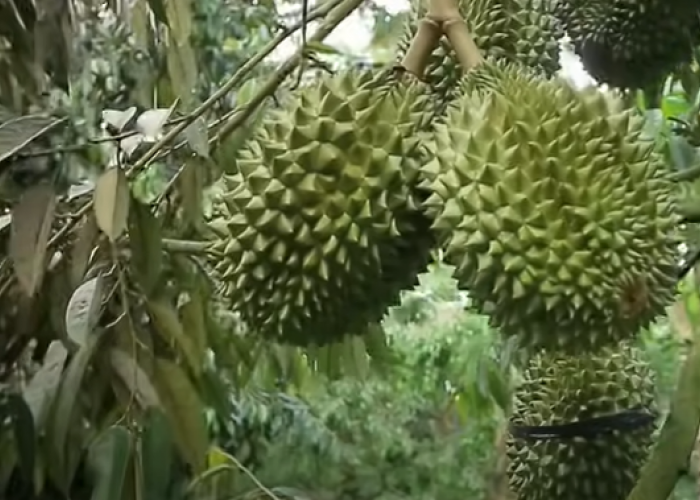 Petani Ini Unik, Sukses Tanam Durian Bawor Tanpa Tanahnya Digali, Tapi Pohonnya Umur 3 Tahun Berbuah Lebat