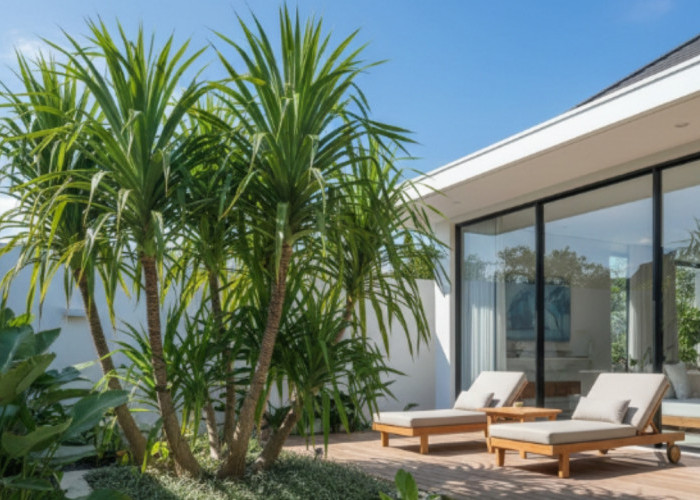 Estetis di Semua Dekor Taman, Tanaman Hias Pandan Bali Terbilang Mudah Dirawat 