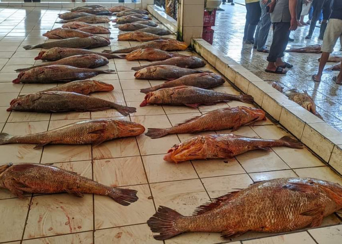Nelayan Pangandaran Berburu Ikan Cabuk yang Bernilai Ratusan Juta Rupiah