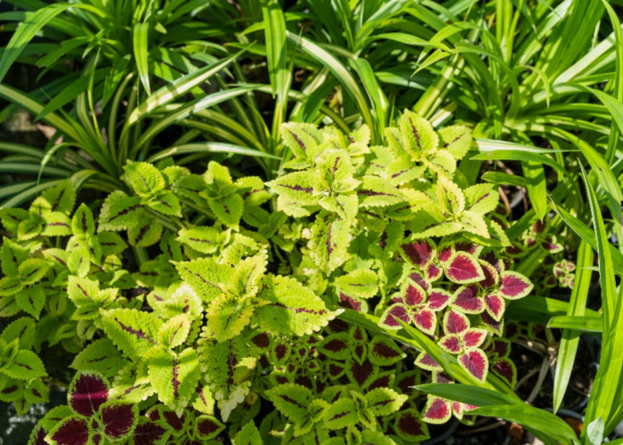 Minim Perawatan! 6 Tanaman Hias Tahan Panas Ini Cocok Untuk Hunian Terbuka 