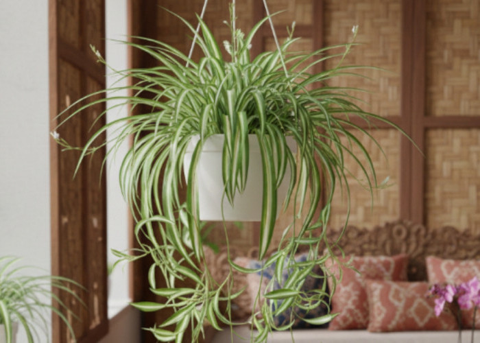 Lili Paris, Si Spider Plant Estetik yang Mudah Dirawat dan Cocok Menyegarkan Rumah 