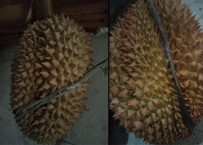 Si Raja Buah, Ternyata Harga Durian Tasikmalaya Terjangkau untuk Semua Kalangan, Rasanya Juga Mantap!