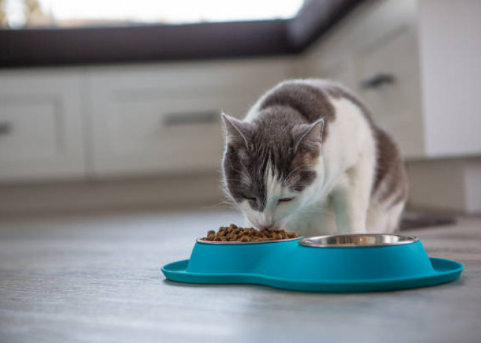 Cat Owner Perlu Simak! Begini Takaran Makan Kucing yang Tepat