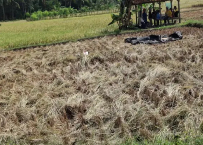 Hama Wereng Mengancam Tanaman Padi Pangandaran, Petani Mulai Waspada