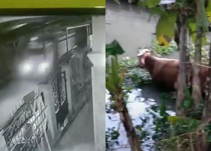 Kandang Dibobol Maling, Empat Ekor Sapi Limosin Seharga Rp 80 Juta di Tasikmalaya Dicuri