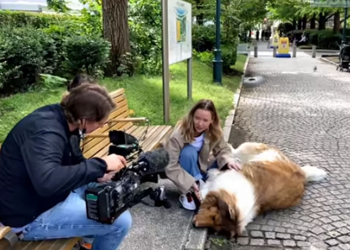 Cerita Menarik, Pria Jepang Bernama Toco Mewujudkan Cita-Cita Uniknya Menjadi Anjing Collie