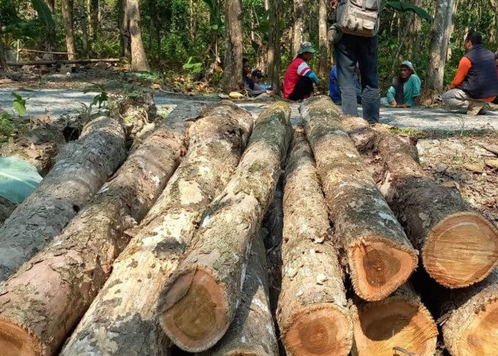 Diduga Melakukan Penebangan Pohon Jati Secara Ilegal, 7 Orang Sempat Diamankan Polisi di Pangandaran