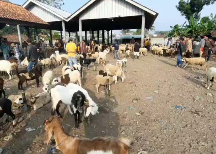 Catat! Harga Kambing dan Domba di Kabupaten Tasikmalaya Naik Signifikan Menjelang Hari Raya Idul Adha 
