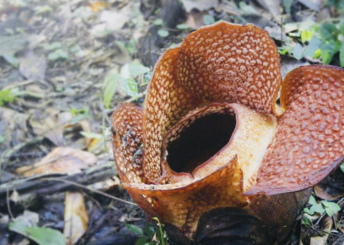 Penantian Selama 16 Tahun, Menunggu Rafflesia Arnoldii Mekar di Kebun Raya Bogor