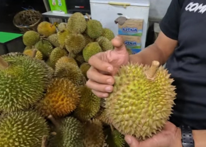 Panduan Praktis Memilih Durian Matang dan Manis, Lakukan Ini Sebelum Membelah Durian