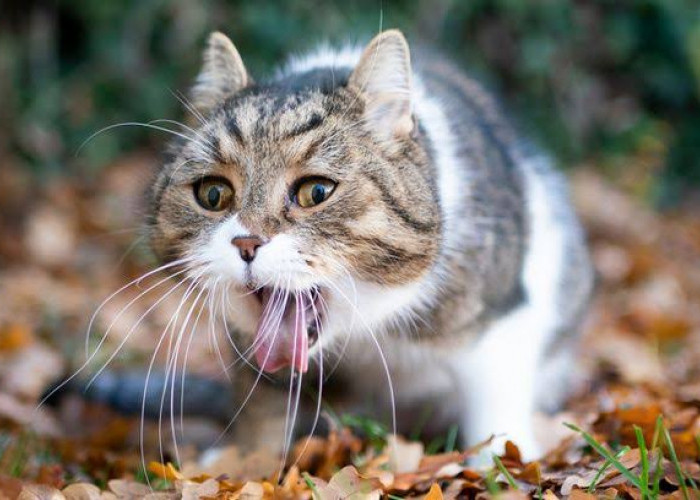Kenali 6 Penyebab Kucing Muntah-muntah dan Cara mengatasinya, Pemilik Jangan Abai!