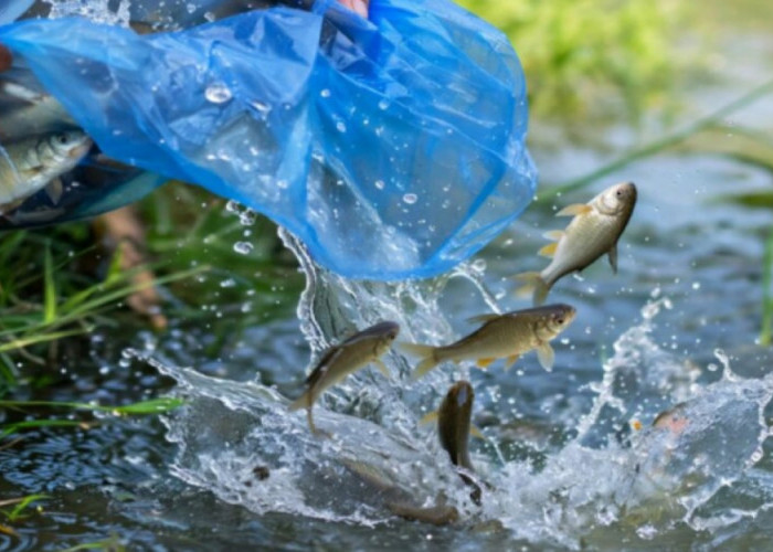 Sekolah Sungai Cimanuk Tebar 2 Ku­intal Ikan, Warga Diminta Jaga Sungai Cikokok Garut