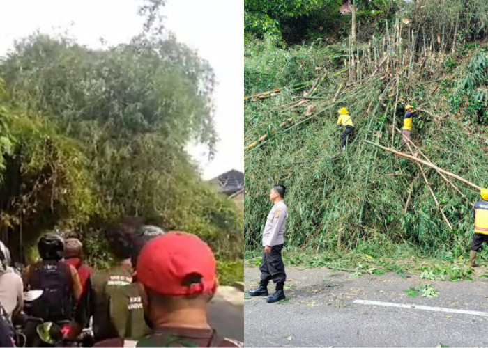 Rumpun Bambu Halangi Jalan Tasikmalaya-Garut, Arus Lalu Lintas Sempat Terganggu 