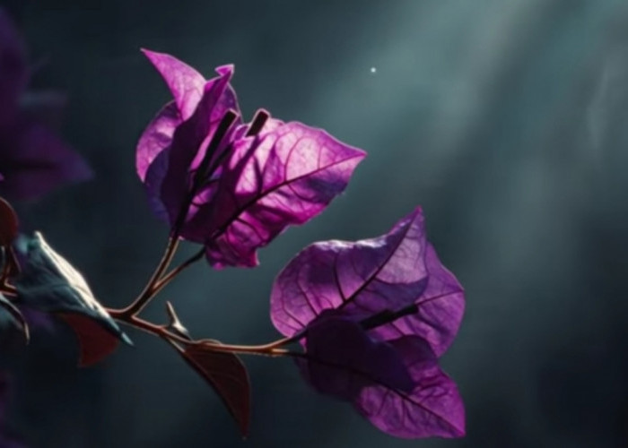 Bougenville Diburu Kolektor! Dari Tanaman Hias Pagar Jadi Aset Bernilai Jutaan Rupiah di Tahun 2026