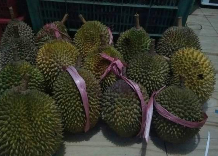 Rasa Durian Lokal Tasikmalaya Berbeda-Beda, Ada yang Manis, Legit hingga Renyah