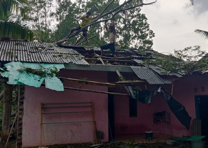 Hujan Deras dan Angin Kencang, Rumah Warga Tasikmalaya Rusak Tertimpa Pohon Albasia