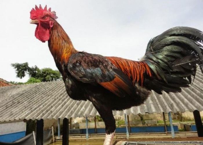 Mengenal Ciri-Ciri Ayam Pelung Berkualitas Super Ras Ayam Kampung Asal Jawa Barat 